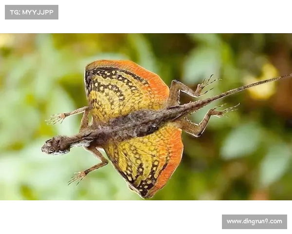 探索永歌森林的自然奥秘与神奇景观揭示生命的奥妙与生态的奇迹