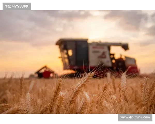 高地红石榴：丰收乐章